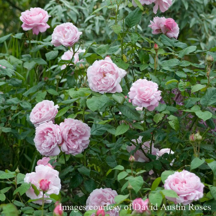 バラ苗 メアリーローズ