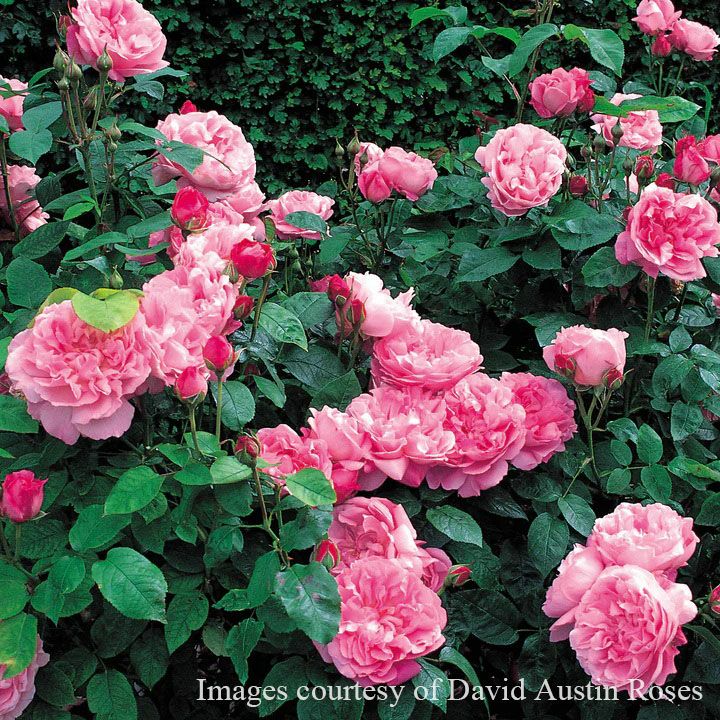 バラ苗 メアリーローズ