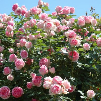 つるヒストリー