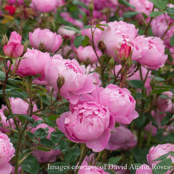 バラ苗スカイラーク