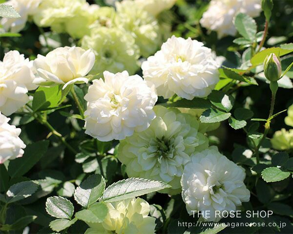 グリーンアイス　苗木 楽天市場】【送料無料】グリーンアイス ミニ薔薇の苗 花苗 3.5号