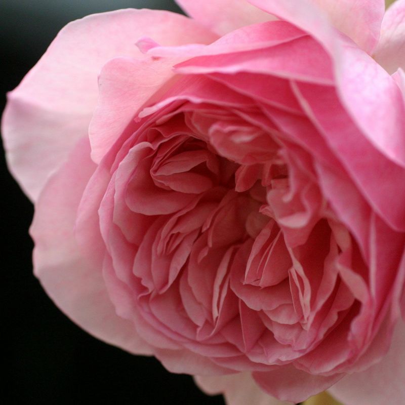 バラ苗 ソニアリキエル