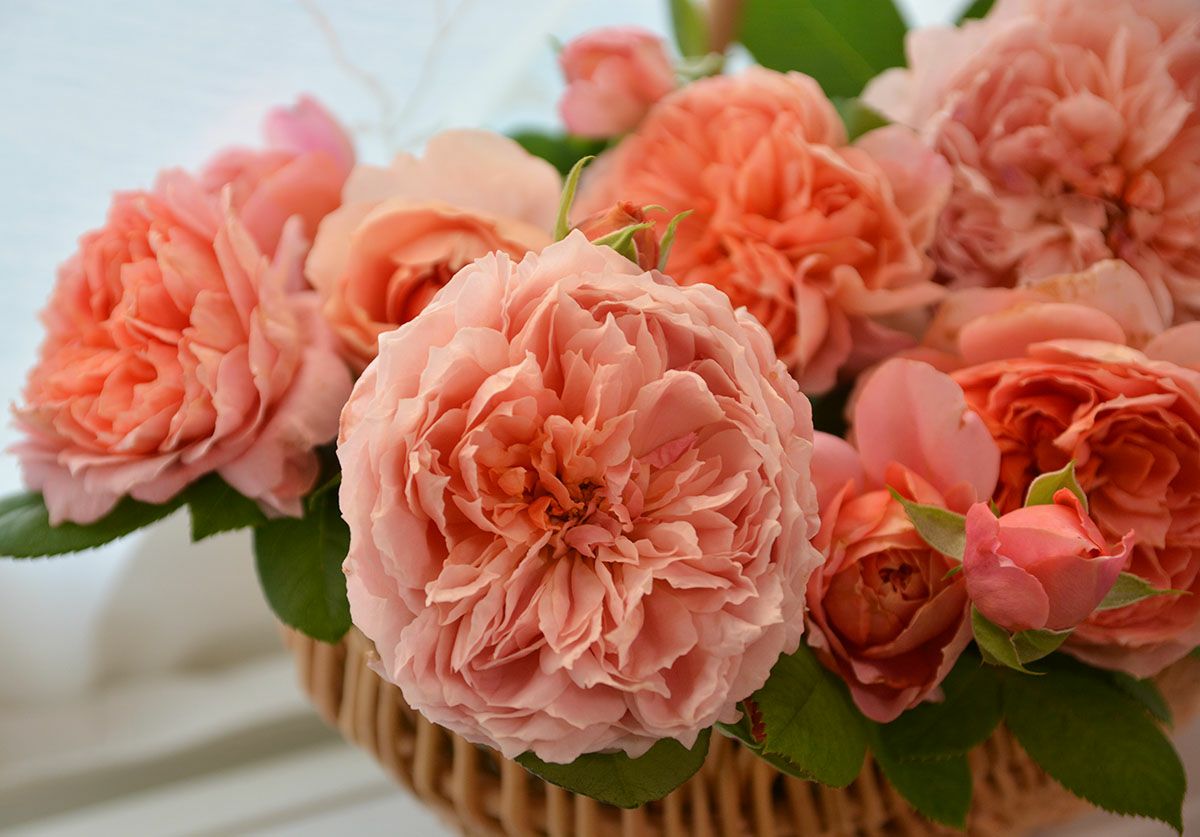 バラ苗 ムーランドラギャレット