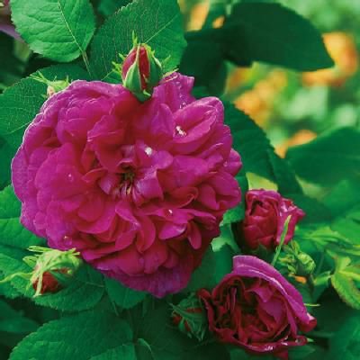 バラ苗インディゴ