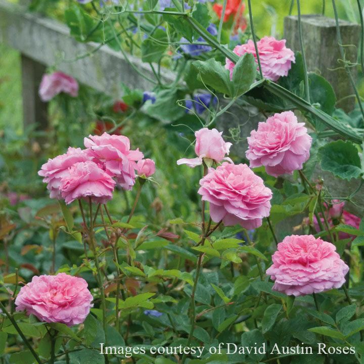 バラ苗ザメイフラワー