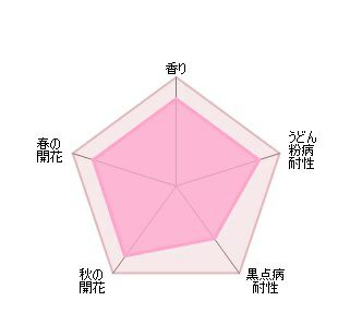 バラ苗スカイラーク