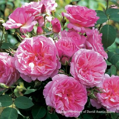 バラ苗大苗ER6L専用角鉢(イングリッシュローズ) | THE ROSE SHOP