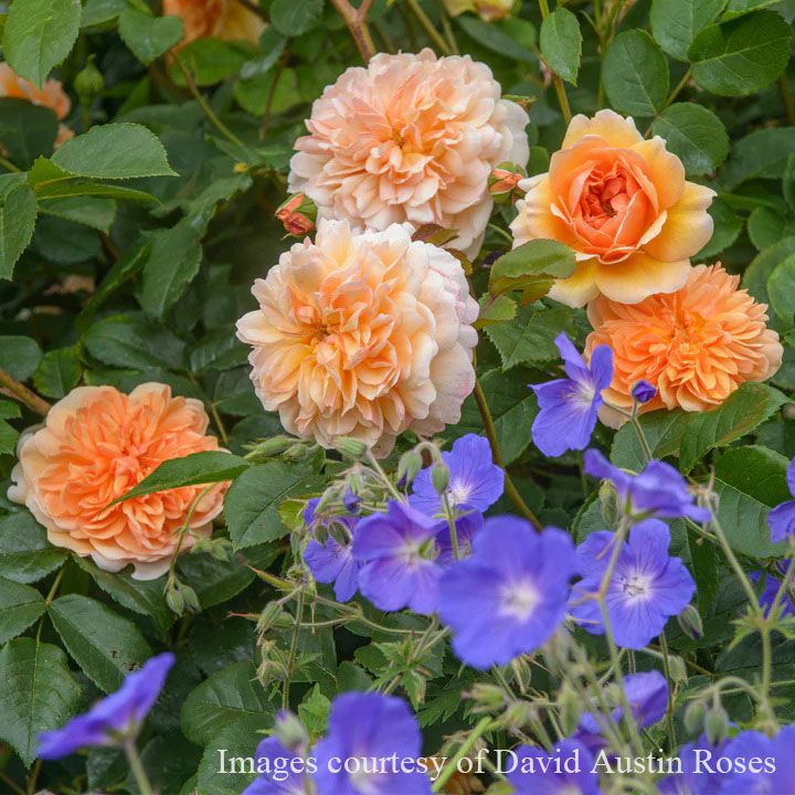 バラ苗ポートサンライト