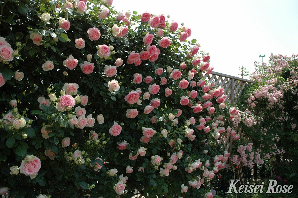 バラ苗ピエールドゥロンサール