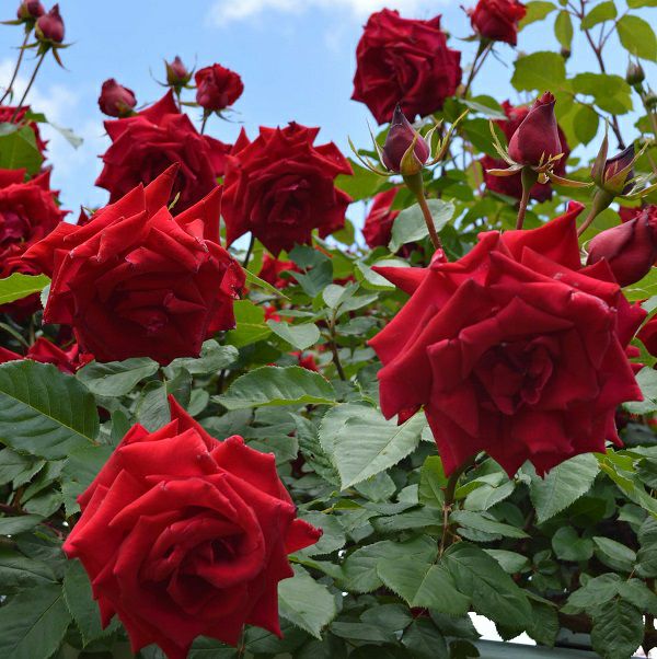 バラ苗アンクルウォルター