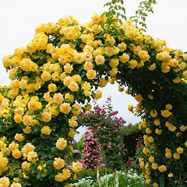 植物 ゴールドバニー他 その他