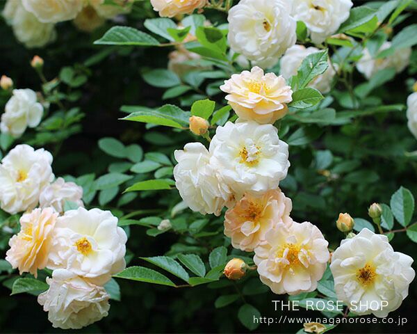 バラ苗バフビューティー