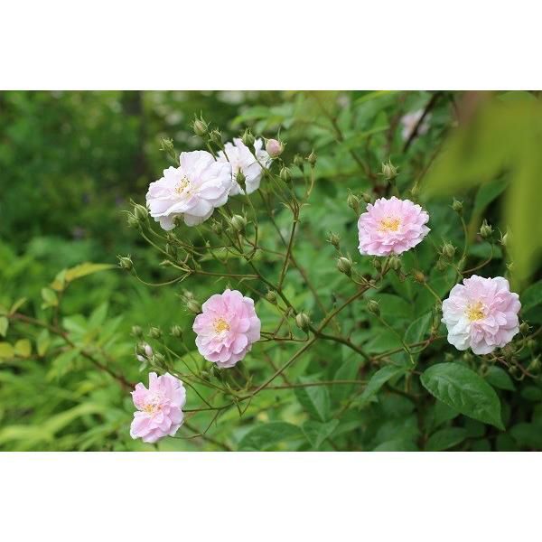 バラ苗ポールズヒマラヤンムスク