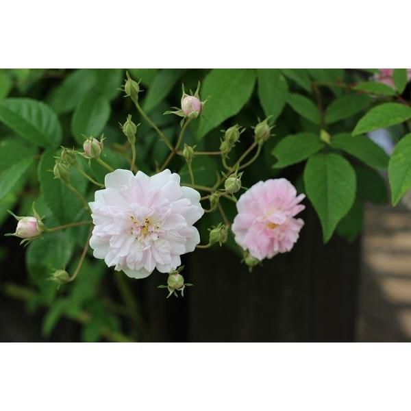 バラ苗ポールズヒマラヤンムスク