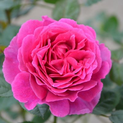 マニー ローズ ガラス 傘型シェード（クリア）【マニーと薔薇の