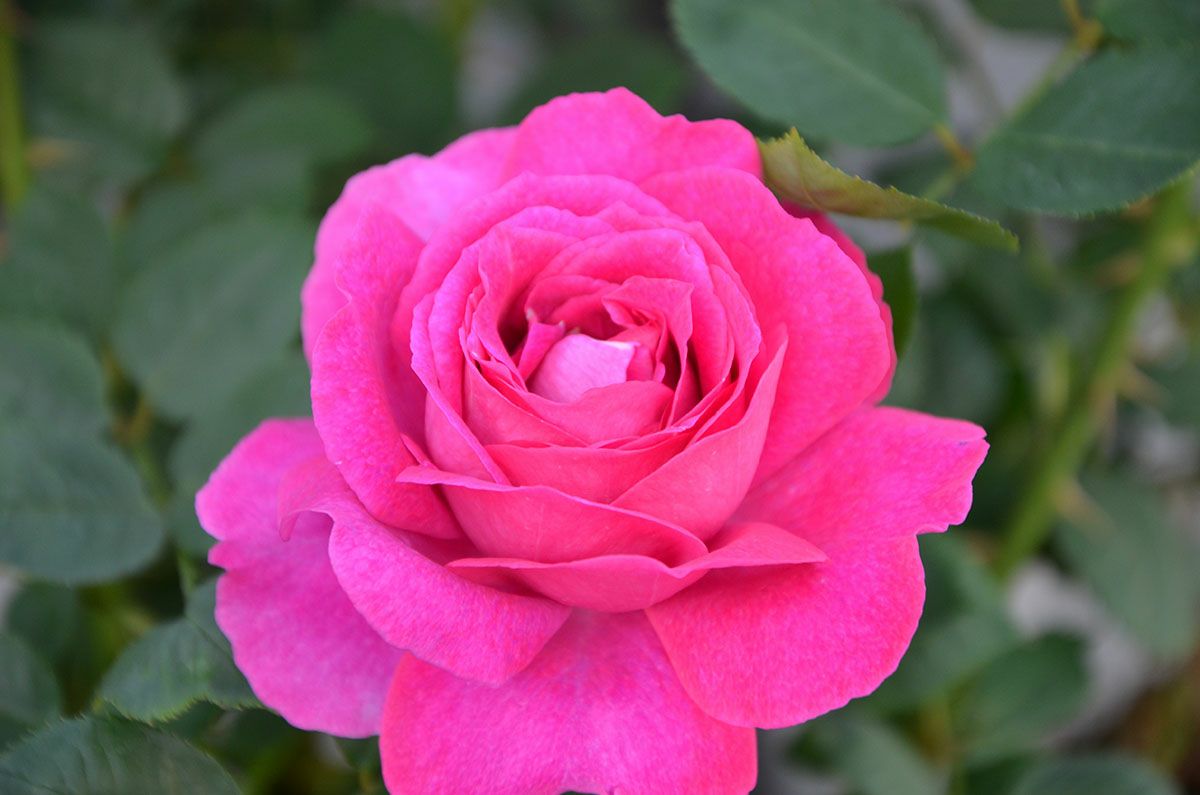 バラ苗レジーナ