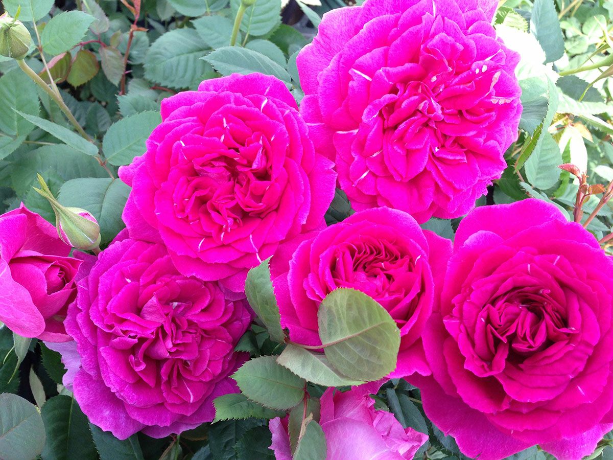 バラ苗レジーナ