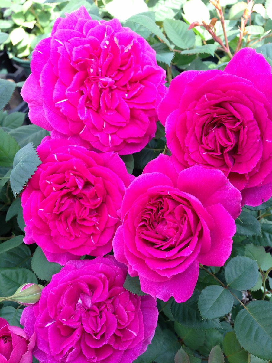 バラ苗レジーナ