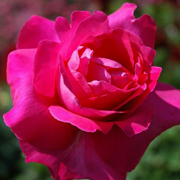 バラ苗恋心 (こいごころ)