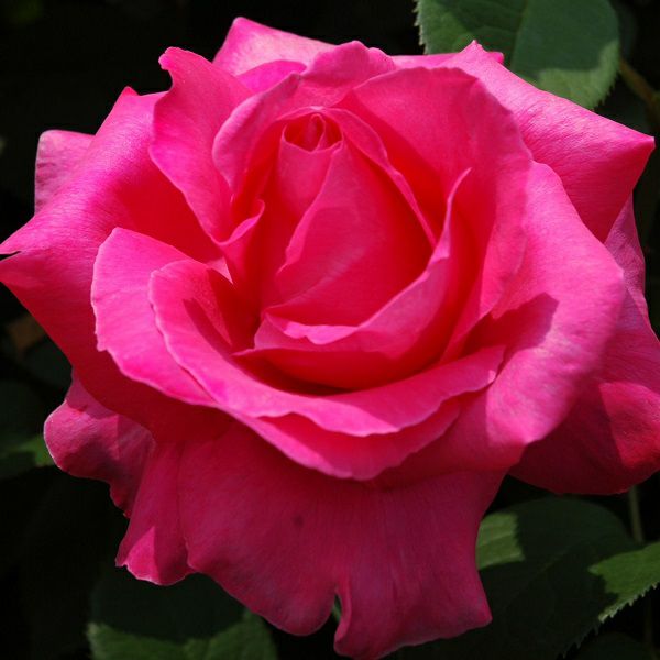 バラ苗恋心 (こいごころ)