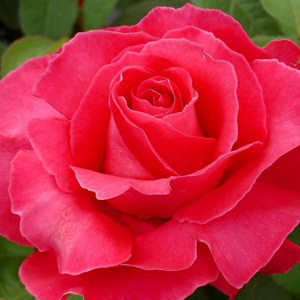 バラ苗恋心 (こいごころ)