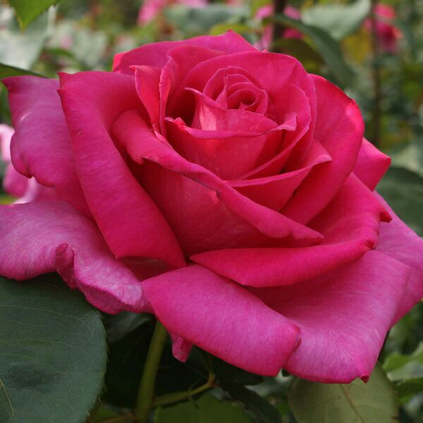 バラ苗パローレ