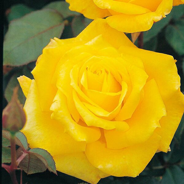 バラ苗ゴールデンハート