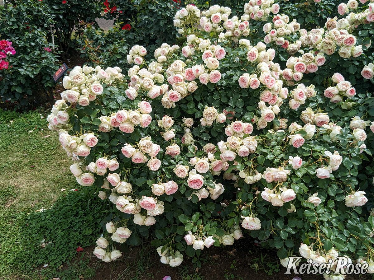 バラ苗パシュミナ