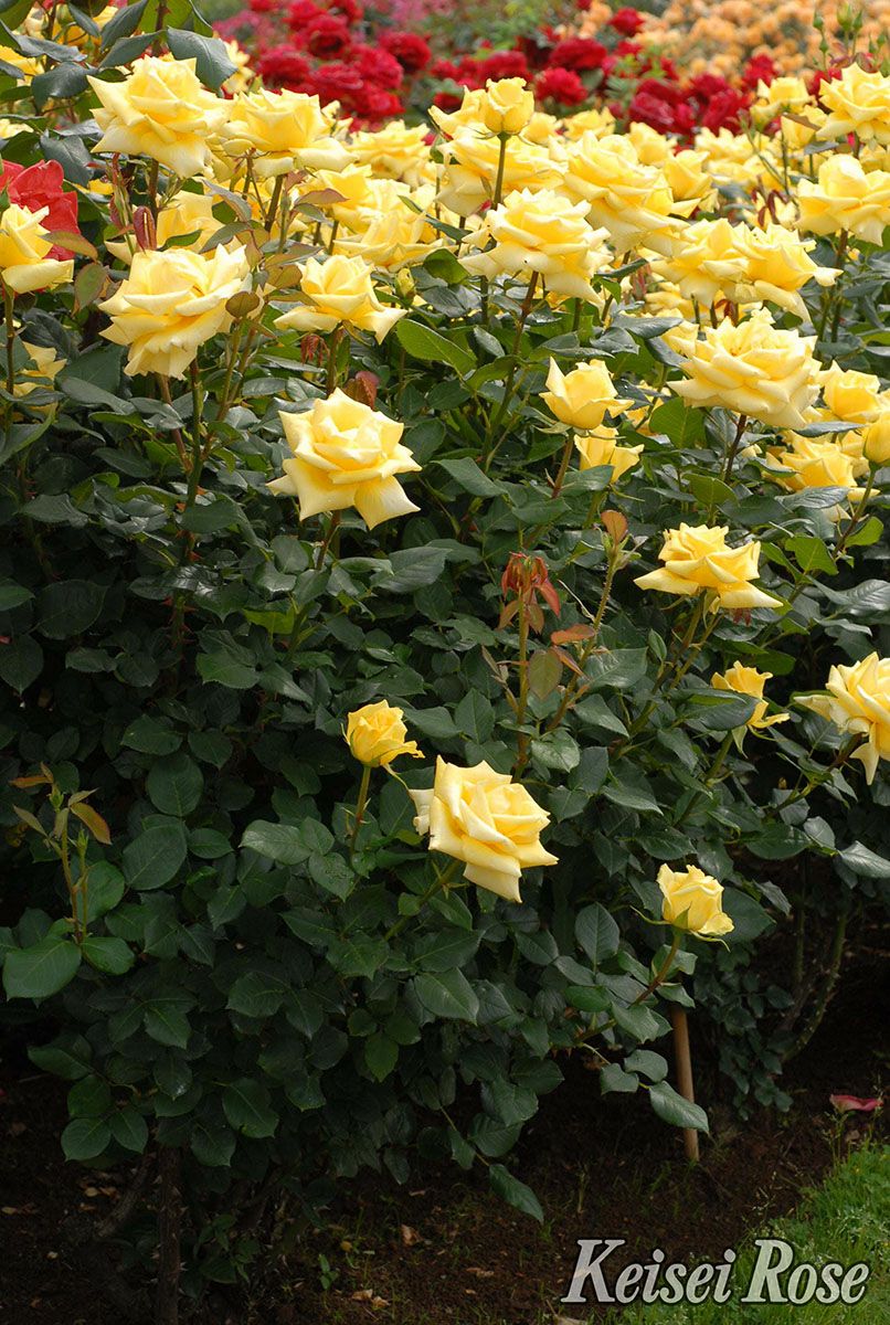 バラ苗ローズヨコハマ