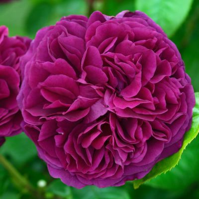 香りのバラ(強香種) | THE ROSE SHOP｜バラ専門店 ザローズ