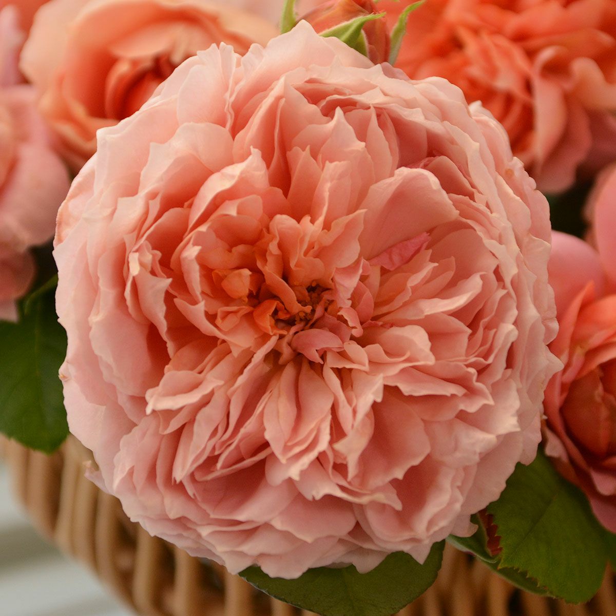 バラ苗ムーランドラギャレット