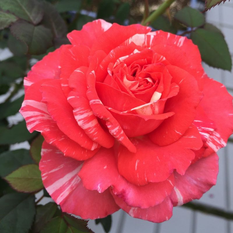 薔薇苗 希少 ❤️紅白の絞り❤️ かORI ① 薔薇苗 希少 ❤️紅白の絞り❤️ かORI ①