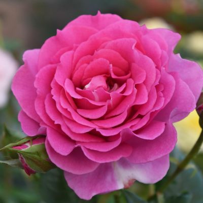 ローズなかしま | THE ROSE SHOP｜バラ専門店 ザローズショップ