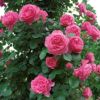 バラ　レオナルド・デイル rose-190-1r.jpg