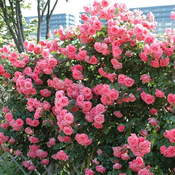 バラ苗ラビィーニア