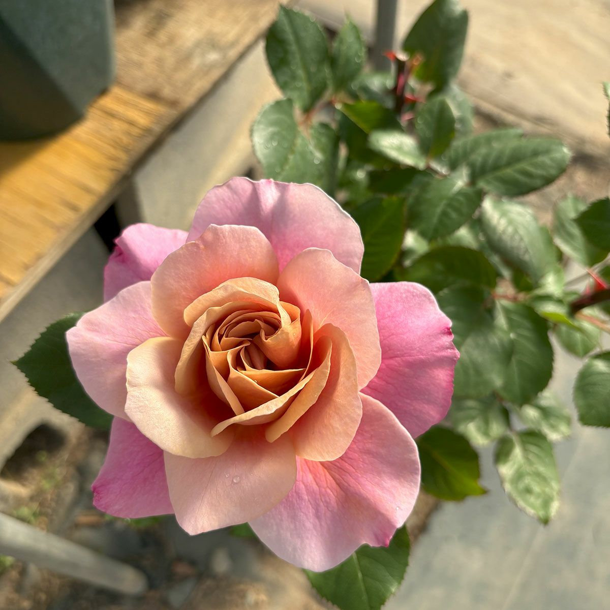 バラ苗ディスタントドラムス