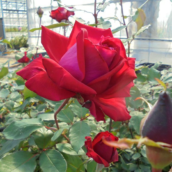 バラ苗クリスチャンディオール