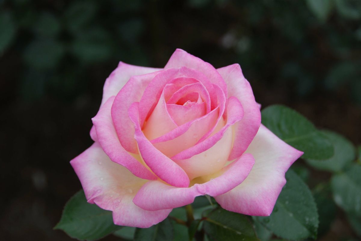 バラ苗プリンセスドゥモナコ