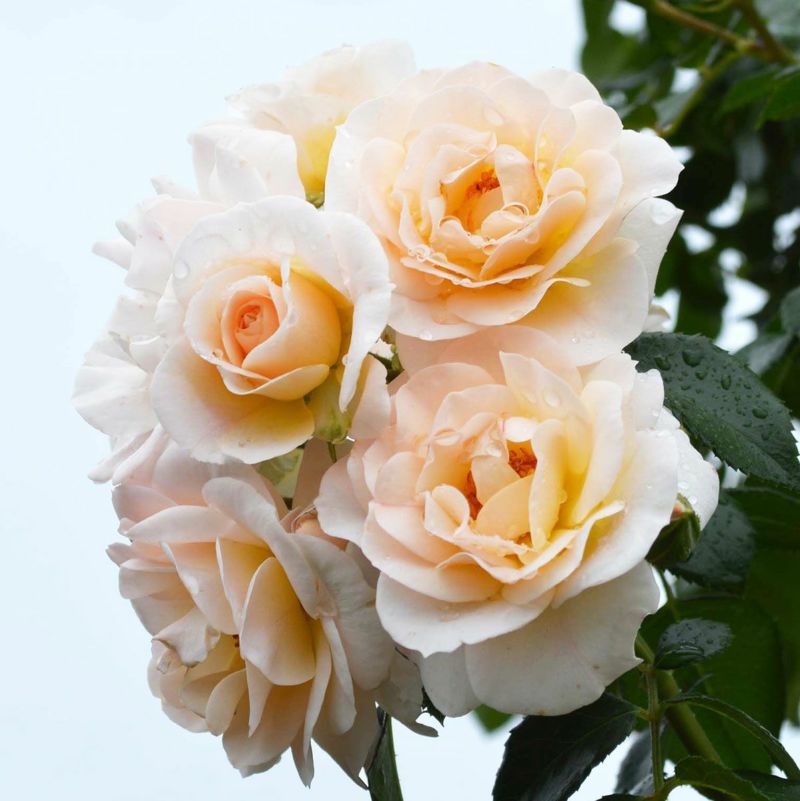 バラ中苗充実苗 　四季咲き中輪　コンパクト　花持ちいいです、病害虫に強いです バラ中苗充実苗 四季咲き中輪 コンパクト 花持ちいいです