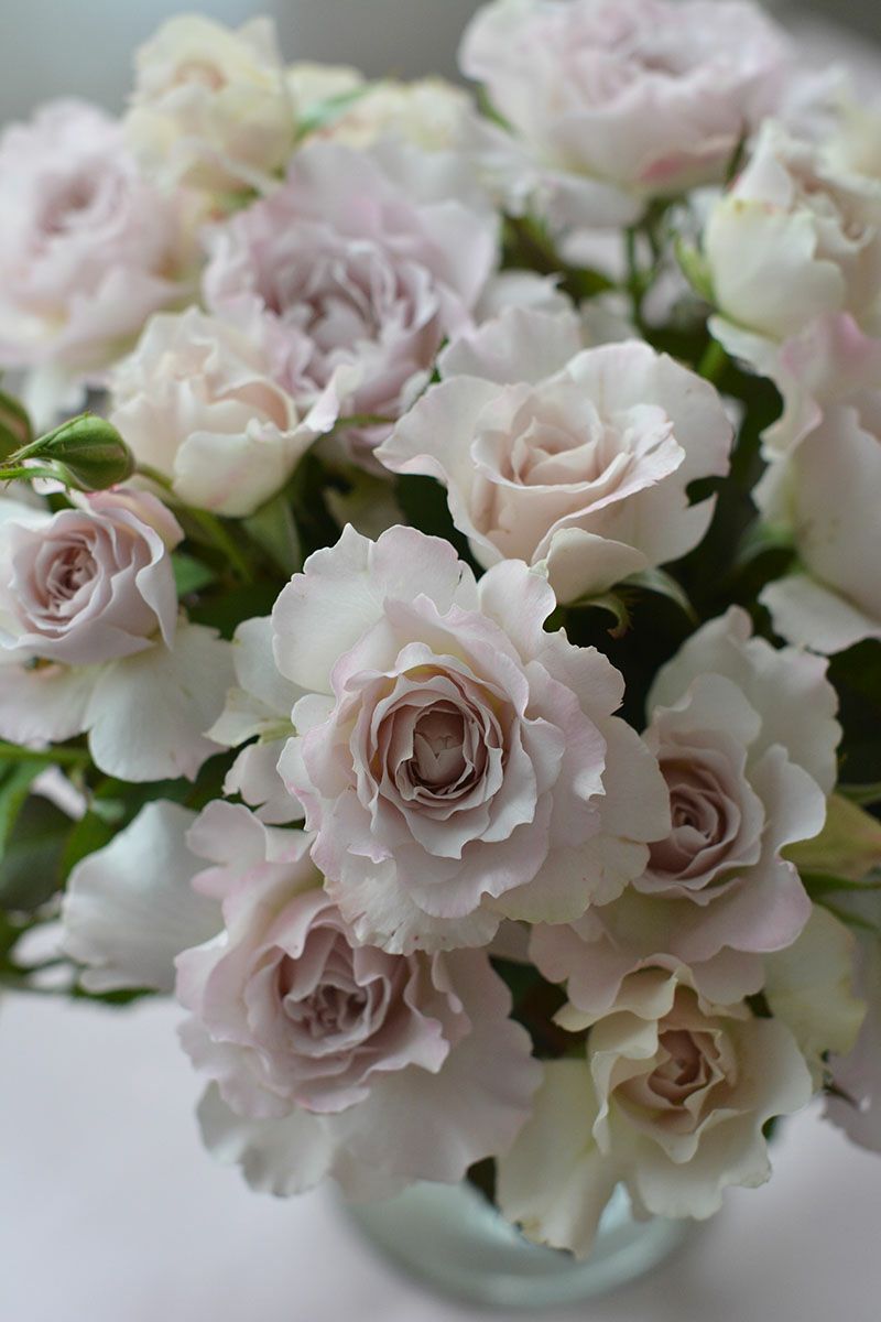 バラ苗 サフィレット