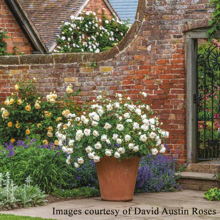 バラ苗デスデモーナ