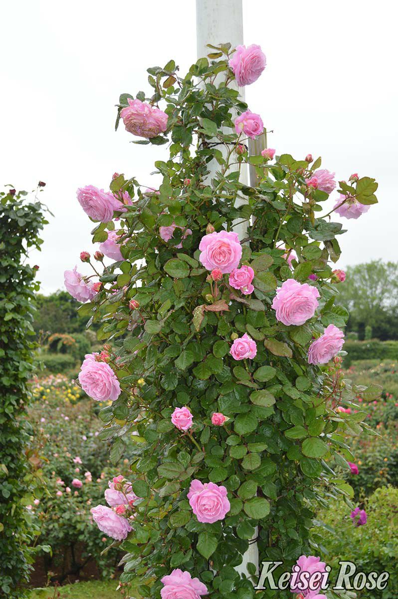 バラ苗マリーヘンリエッテ