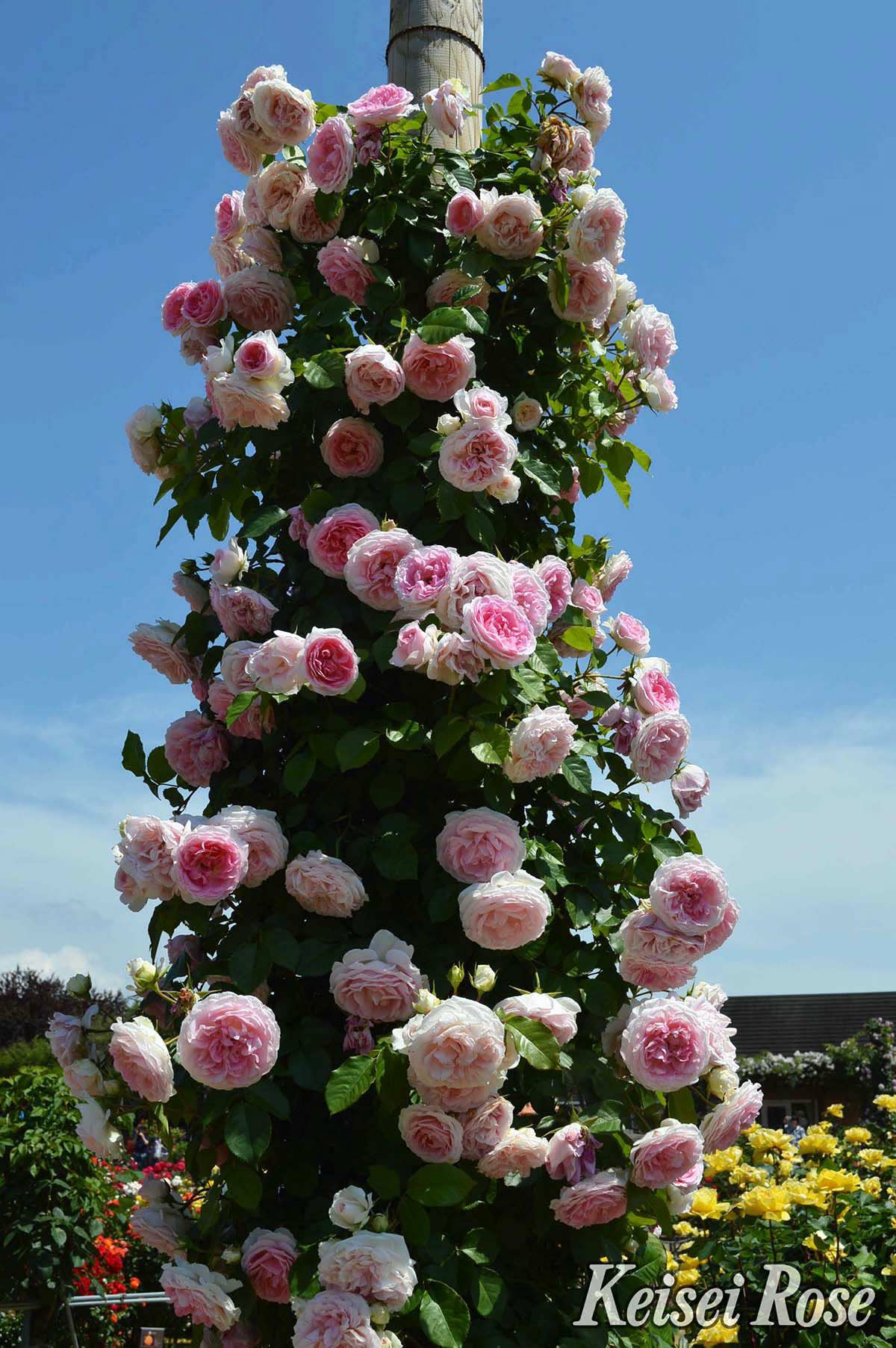 バラ苗アミロマンティカ