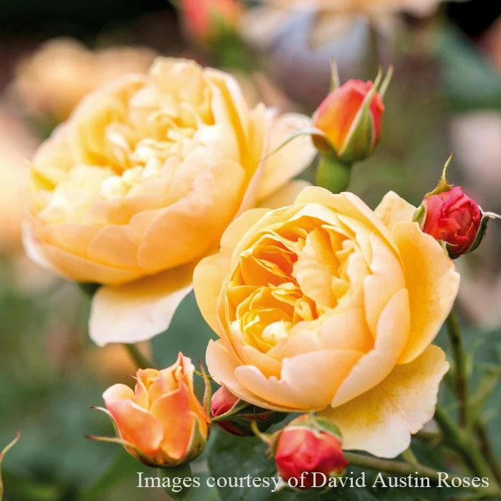 バラ苗ロアルドダール