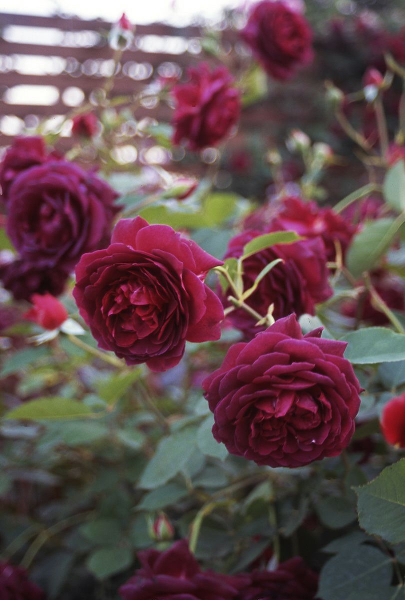 バラ苗 真夜(まよ)