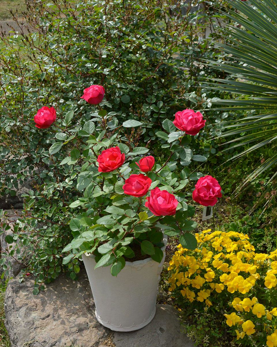 バラ苗チェリーボニカ