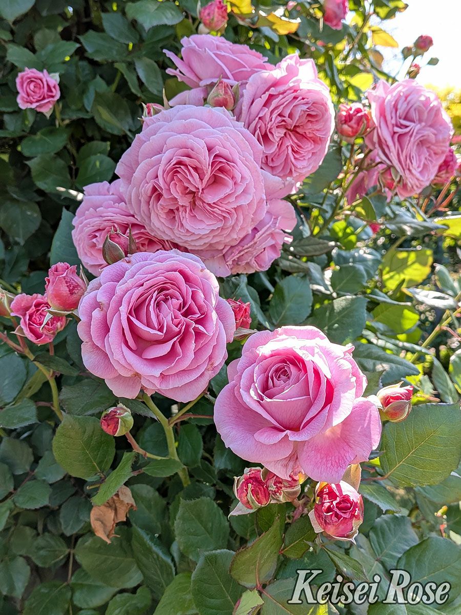 バラ苗マリーヘンリエッテ