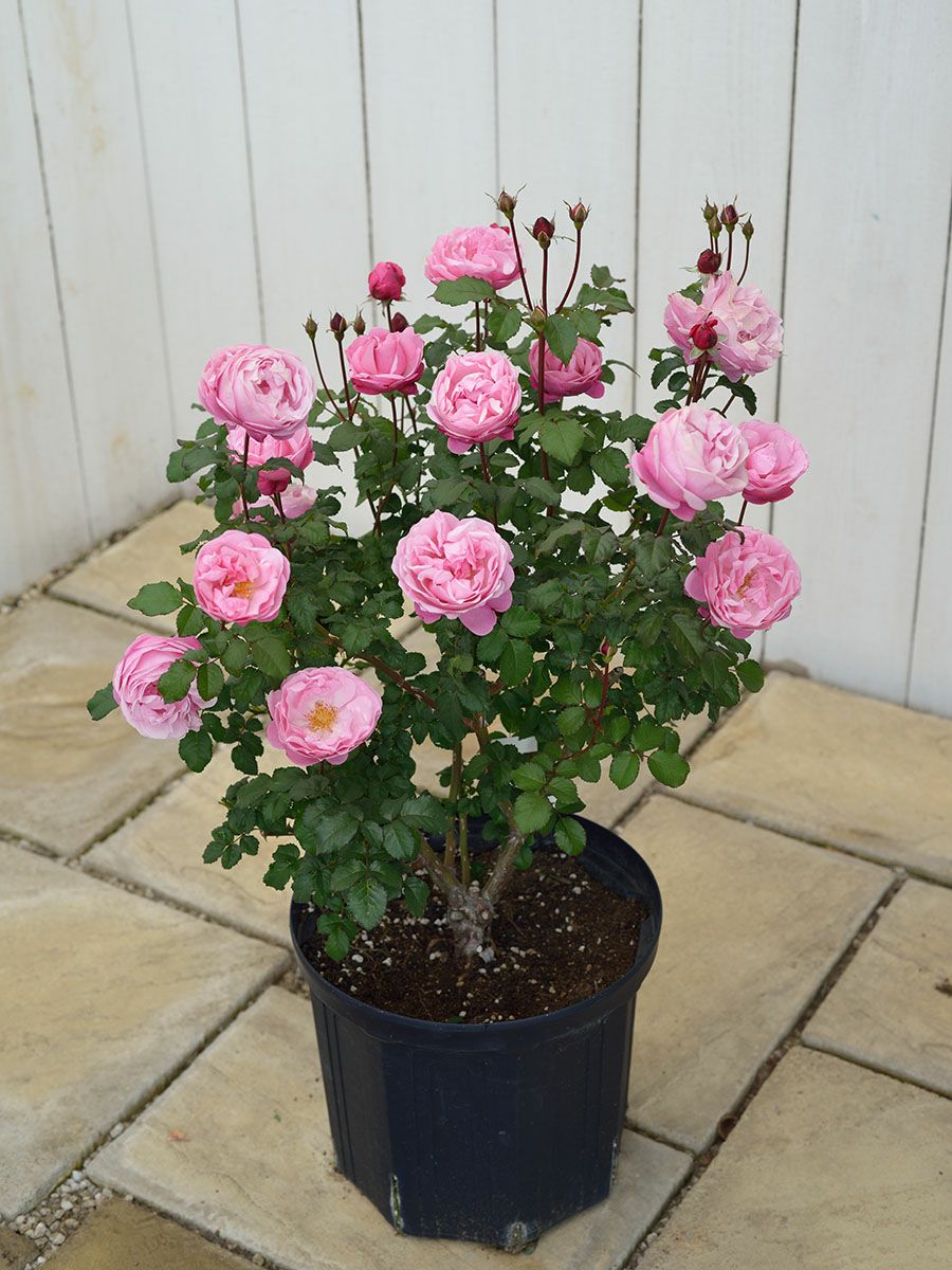 バラ苗サントノーレ