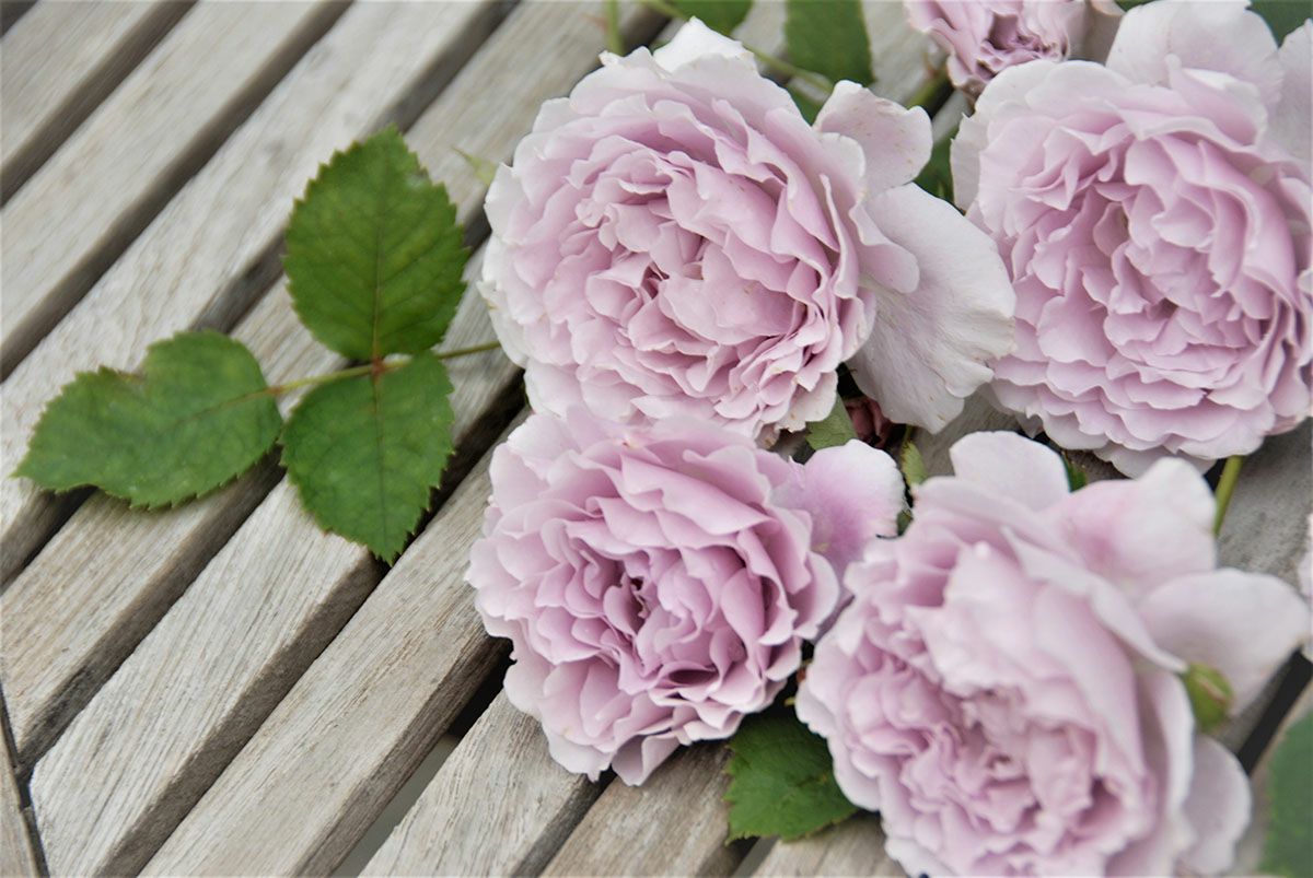 バラ苗リベルラ