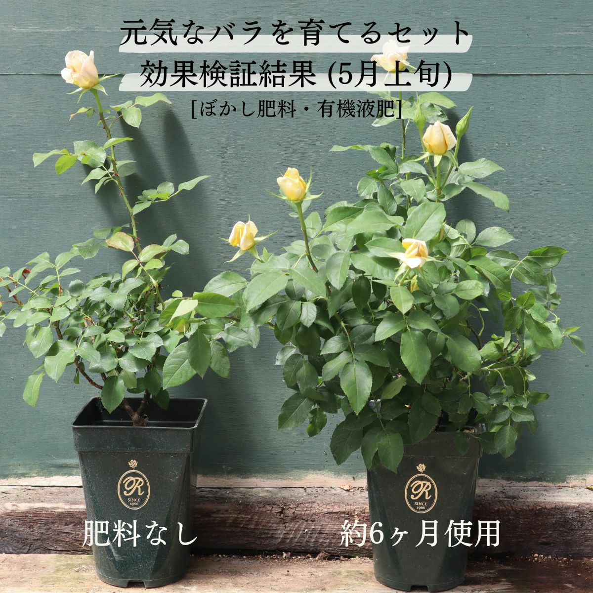 バラ専用オリジナル園芸資材 3点セット